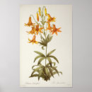 Suche nach lilium poster Blume