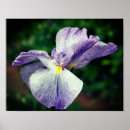 Suche nach japanische blumen poster Für sie