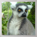 Suche nach lemur poster Primat