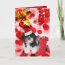 Suche nach shitzue karten Welpen