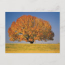 Suche nach ehrfurcht postkarten Baum