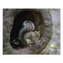 Suche nach wild fotodruck Wild lebende tiere