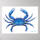 Suche nach blaue krabbe poster Krabben