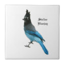 Suche nach blaues jay fliesen Natur