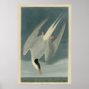 Suche nach seeschwalbe poster Vögel von amerika