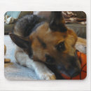 Suche nach adoption elektronik zubehör Hund
