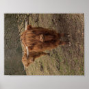 Suche nach hochlandkuh poster Stier