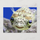 Suche nach humorous postkarten Ocean