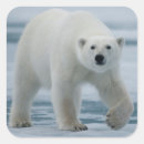 Suche nach für erwachsene aufkleber Tier