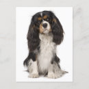 Suche nach spaniel postkarten Cavalier king charles spaniel