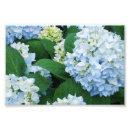 Suche nach hydranten poster Fotografie