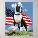 Suche nach staffordshire bull terrier poster Stier