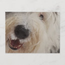 Suche nach old english sheepdog poster Niedlich