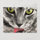 Suche nach graue katzen postkarten Fotografie