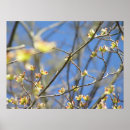 Suche nach apfelblüte poster Frühling