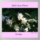 Suche nach syringa Idaho