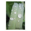 Suche nach waterdrops Fotografie