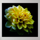 Suche nach dahlien poster Blumen