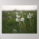 Suche nach löwenzahn poster Wind