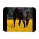 Suche nach gelbe augen magnete Mit augen sushan