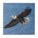 Suche nach weißkopfseeadler fliesen Alaska