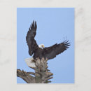Suche nach weißkopfseeadler postkarten Alaska