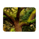 Suche nach eichen magnete Niemand