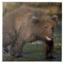 Suche nach braunbär fliesen Usa