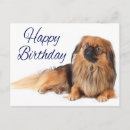 Suche nach pekinese Pekingisch