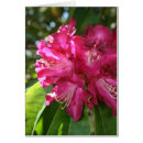 Suche nach rosa rhododendron postkarten Mit blumen