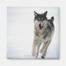 Suche nach grauer wolf magnete Natur