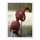 Suche nach rosa flamingos poster Florida