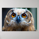 Suche nach ochse poster Eule