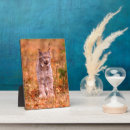 Suche nach jagd alle fotoplatten Wald