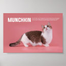 Suche nach munchkin poster Kitten