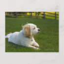 Suche nach weißer hund postkarten Horizontal