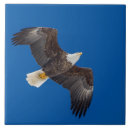 Suche nach himmel fliesen Fliegen