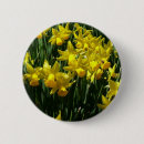Suche nach narzissen blumen buttons Daffodien