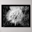 Suche nach zentriert poster Blume