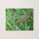 Suche nach heuschrecken puzzle Insekten
