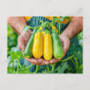 Suche nach zucchini Produzieren