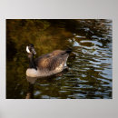Suche nach stockente poster Fotografie