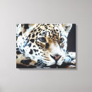 Suche nach leoparden leinwandbilder Wild lebende tiere