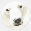 Suche nach fleischfresser aufkleber Eisbär