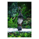 Suche nach truthähne poster Vogelvogel