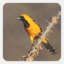 Suche nach singvogel aufkleber Vogelbeobachter