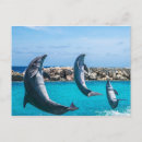 Suche nach niedlicher delphin postkarten Meer