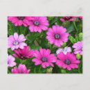 Suche nach geranium postkarten Flora