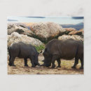 Suche nach rhinoceros postkarten Tierwelt