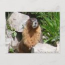 Suche nach murmeltier poster Colorado